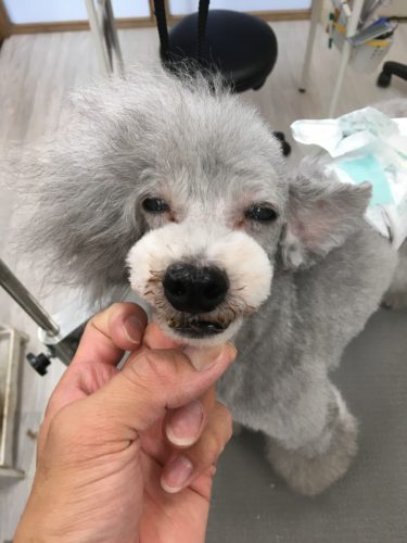 b829ea85-9dfc-425b-ac76-bbeedcfe3b4a