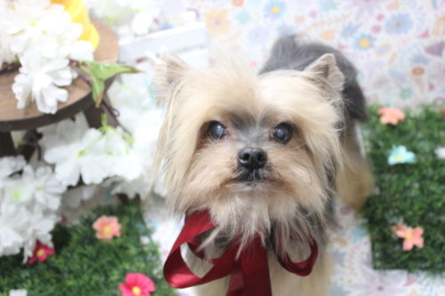 0404%e3%82%a8%e3%83%81%e3%82%b4%e3%83%9e%e3%83%ad%e3%83%b3