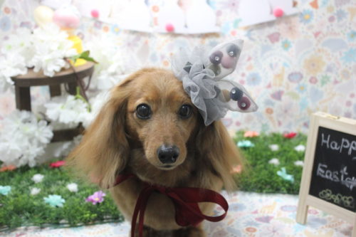 0404%e8%91%9b%e8%b0%b7%e3%81%a3%e3%82%82%e3%82%82