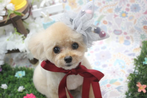 0406-%e4%b8%8a%e8%8a%9d%e3%83%9e%e3%83%ad%e3%83%b3