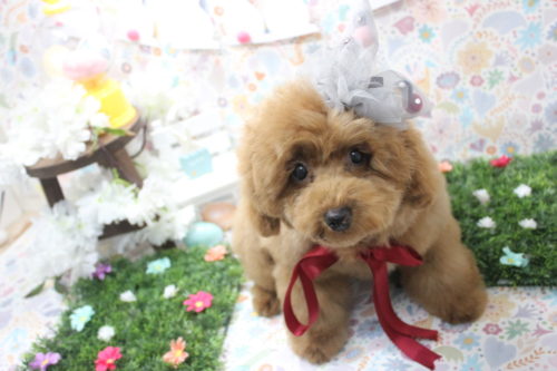 0406%e3%83%8a%e3%82%ab%e3%83%8b%e3%82%b7%e3%83%ab%e3%83%bc%e3%82%af