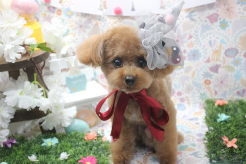 0406%e4%b8%8a%e8%8a%9d%e3%82%b7%e3%83%a7%e3%82%b3%e3%83%a9