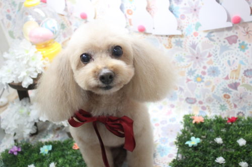 0406%e5%8a%a0%e8%97%a4%e3%82%b3%e3%82%b3