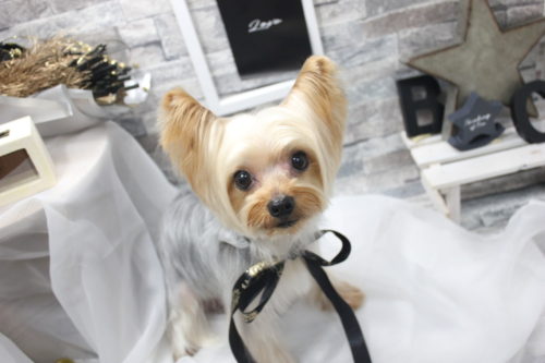 0521%e3%83%8b%e3%82%b7%e3%83%80%e3%82%bd%e3%83%a9