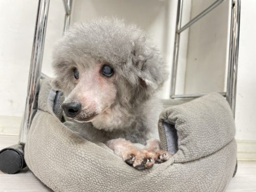 a8f8e3a4-f6c1-417d-ab9f-0a858d591555