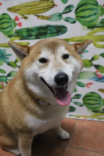 042468df-80b1-4740-a6b3-f092a64da3ae