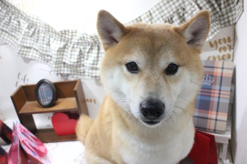 074a1dae-d4d9-4461-95c0-dcecbe17136c