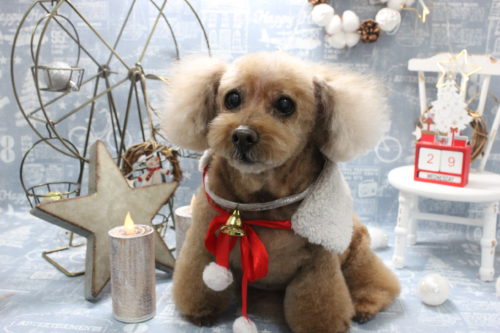 1229%e5%a1%9a%e6%9c%ac%e3%82%a2%e3%83%aa%e3%82%b9