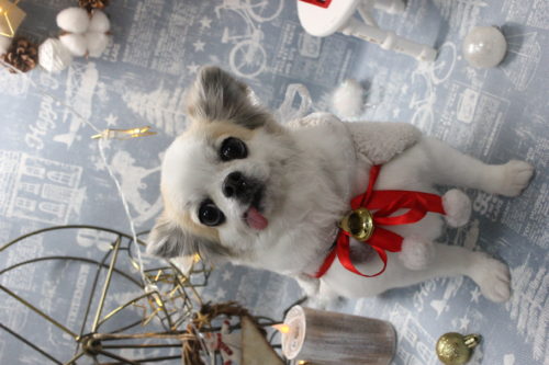 1229%e6%9d%89%e6%9c%ac%e3%82%af%e3%83%ab%e3%83%9f