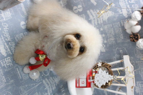 1229%e9%80%b8%e8%a6%8b%e3%82%a2%e3%83%aa%e3%82%b9