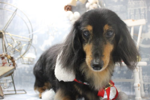 1229%e9%a7%92%e4%ba%95%e3%83%81%e3%82%a7%e3%83%aa%e3%83%bc