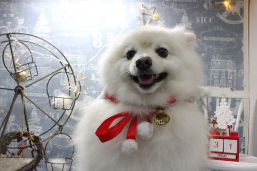 1231%e4%b8%ad%e5%b1%b1%e3%83%8f%e3%83%83%e3%83%94%e3%83%bc