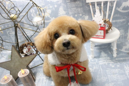 1231%e5%8c%97%e6%9d%91coco