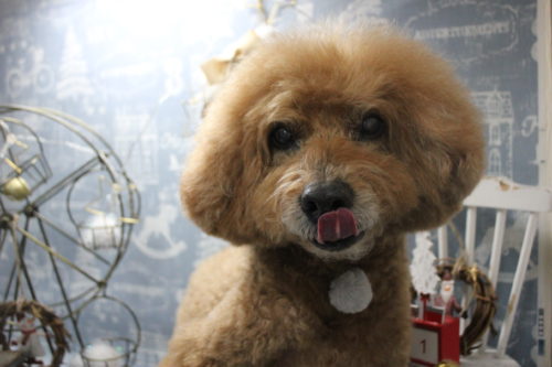 1231%e5%90%89%e8%89%af%e3%83%a2%e3%82%b3%e5%a4%aa%e9%83%8e