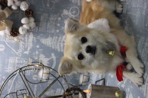 1231%e5%b1%b1%e7%94%b0%e3%83%81%e3%82%a7%e3%83%ab