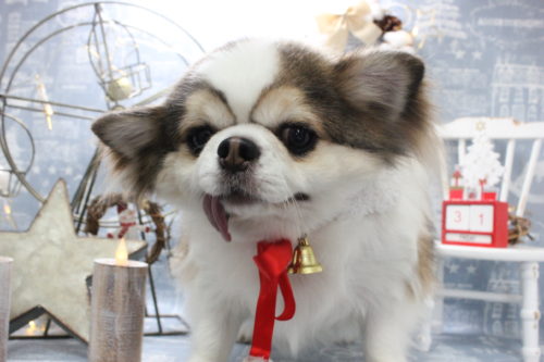 1231%e6%9d%91%e4%b8%8a%e3%81%bb%e3%81%a3%e3%81%b7