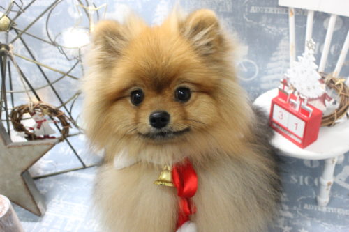 1231%e6%a3%ae%e4%b8%8b%e3%82%89%e3%82%93%e3%81%be%e3%82%8b