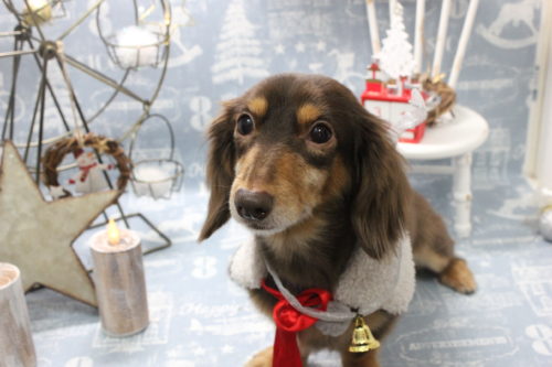 1231%e7%9f%b3%e7%94%b0%e3%83%81%e3%83%a5%e3%83%81%e3%83%a5