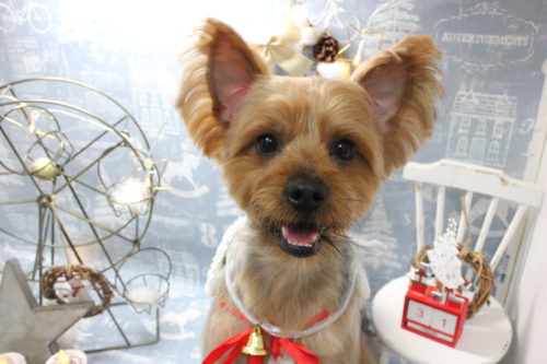 1231%e7%a7%8b%e5%90%89coco