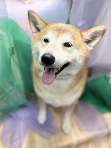 0804%e5%90%89%e8%89%af%e5%a4%a7%e5%90%89