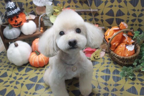 39c36093-0c7d-483d-9cd4-0d6e65a79127