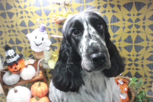 4127dc02-3ddf-40e1-842f-1ee98eb2a3bb