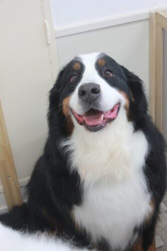 753c3e4b-5f6b-4620-aaff-6f4c11c464b0