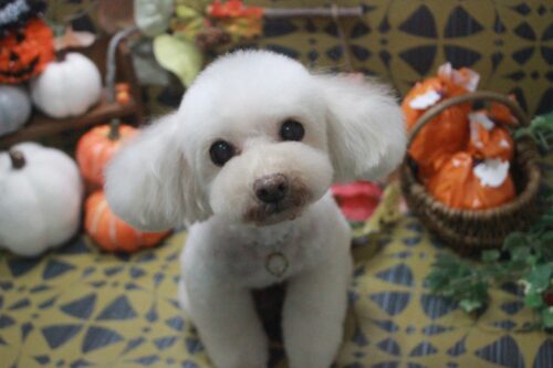 fc69becf-6323-416d-b583-0c3af7d38eb8