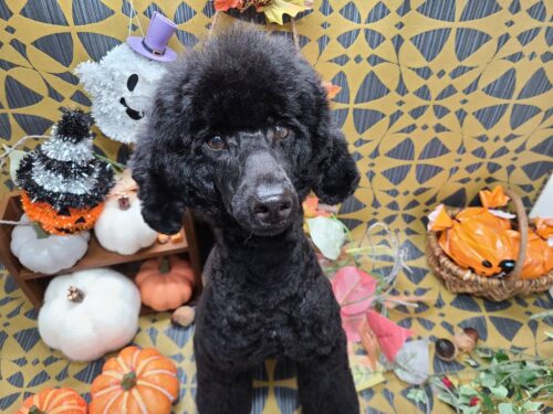 1023%e5%b1%b1%e6%9c%ac%e3%83%8e%e3%83%83%e3%83%88