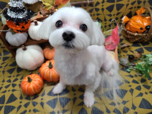 1023%e6%9d%91%e7%94%b0%e3%81%93%e3%82%80%e3%81%8e