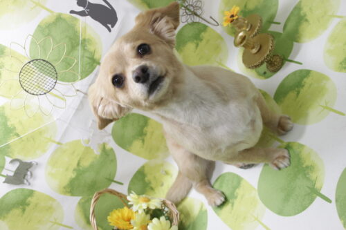 0827%e5%b2%a1%e7%94%b0%e3%81%8f%e3%81%86