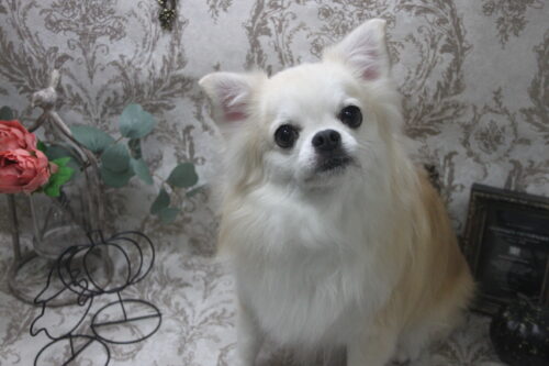 1012%e5%b1%b1%e7%94%b0%e3%83%81%e3%82%a7%e3%83%ab