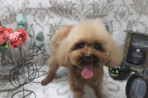 1012%e9%ab%98%e6%a9%8b%e3%81%84%e3%81%a1%e3%81%94