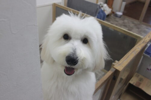 1013%e3%83%aa%e3%83%88%e3%83%ab%e3%83%88%e3%83%b3%e3%83%95%e3%82%a3%e3%83%bc%e3%83%93%e3%83%bc