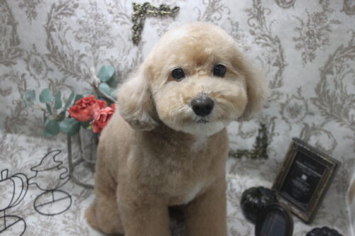 1013%e6%a6%8e%e6%9c%ac%e3%82%a2%e3%83%a9%e3%83%b3