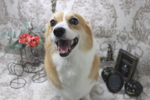 1016%e7%ab%b9%e5%86%85%e3%82%b7%e3%82%a7%e3%83%aa