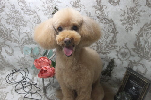 1025%e5%9d%82%e7%94%b0%e3%83%97%e3%83%bc