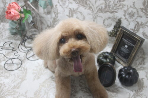 1025%e5%b1%b1%e4%b8%8b%e3%82%b7%e3%82%a7%e3%83%aa