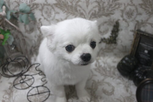 1025%e7%99%be%e6%b4%a5%e3%83%ac%e3%82%aa