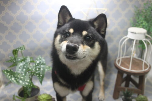 1103%e4%bb%8a%e6%9d%91%e7%90%a5%e5%a4%aa%e9%83%8e