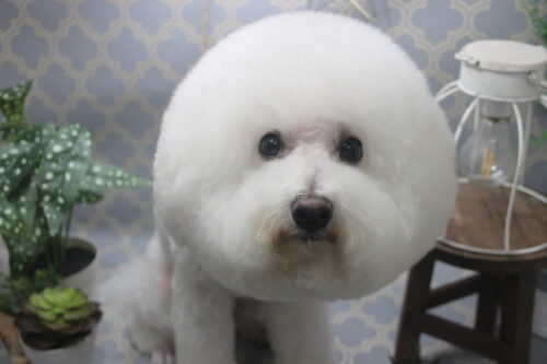 1103%e5%9d%82%e6%9c%ac%e3%83%aa%e3%83%a7%e3%83%bc%e3%83%9e