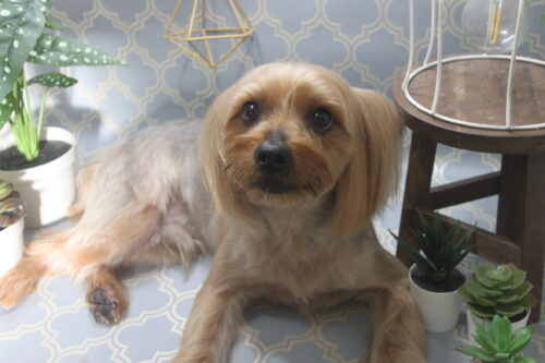 1103%e7%a7%8b%e5%90%89coco