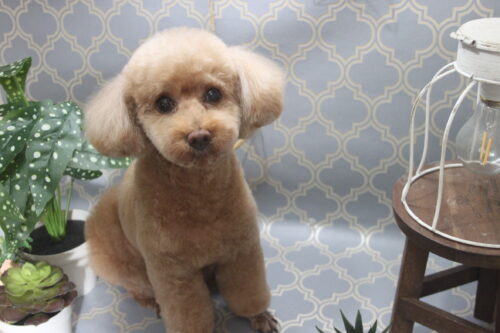 1103%e8%a5%bf%e6%9c%ac%e3%83%99%e3%83%ab