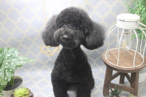 1103%e9%87%91%e8%b0%b7%e3%83%a0%e3%82%ae