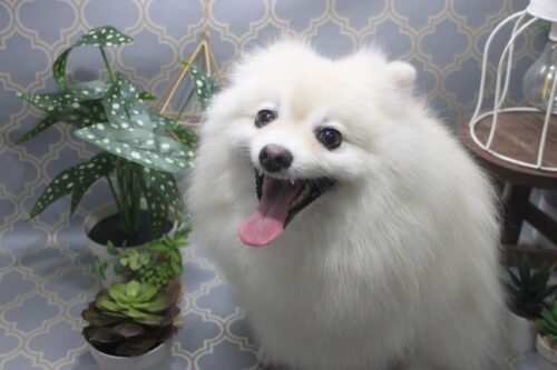 1106%e4%b8%ad%e5%b1%b1%e3%83%8f%e3%83%83%e3%83%94%e3%83%bc