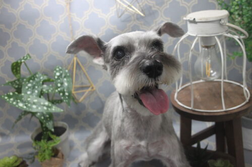 1106%e7%86%8a%e8%b0%b7%e3%83%81%e3%83%a7%e3%82%b3