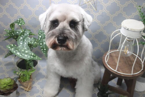 1106%e8%a5%bf%e6%9d%91%e3%82%b6%e3%83%83%e3%82%af