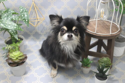 1106%e9%87%8e%e7%94%b0%e3%83%ad%e3%83%bc%e3%83%a9