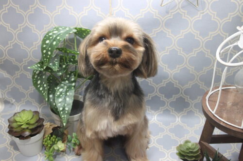 1129%e4%b8%8a%e7%94%b0%e3%82%8c%e3%81%8a%e3%82%93