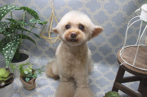 1129%e5%9d%82%e7%94%b0%e3%83%88%e3%82%a4